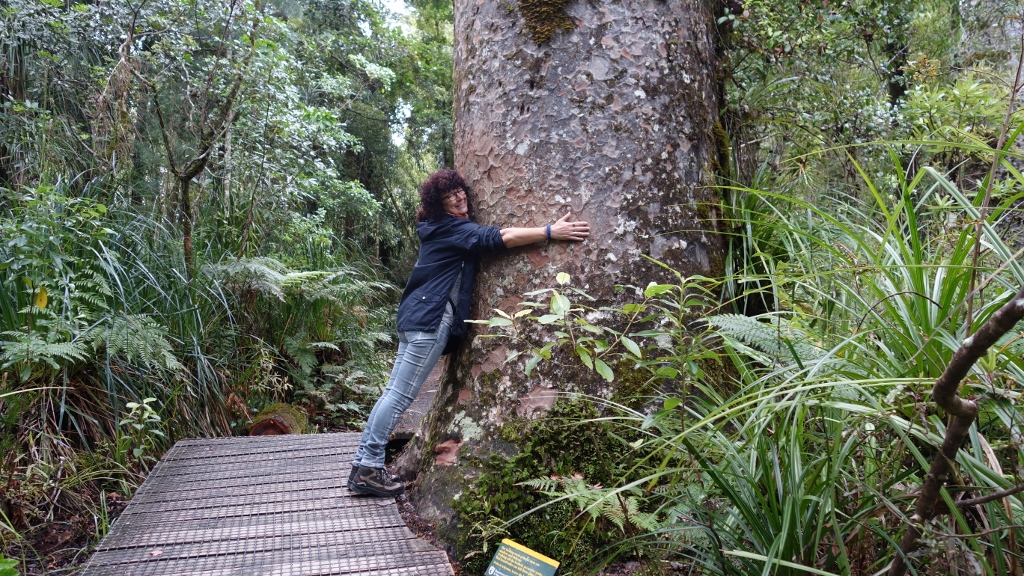 Ein impsanter Kauri-Baum