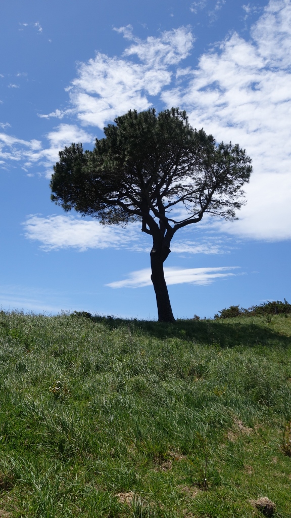 Coromandel lädt zum Baden, Hiken, Motorradfahren und Fotografieren ein (und vieles andere mehr)!