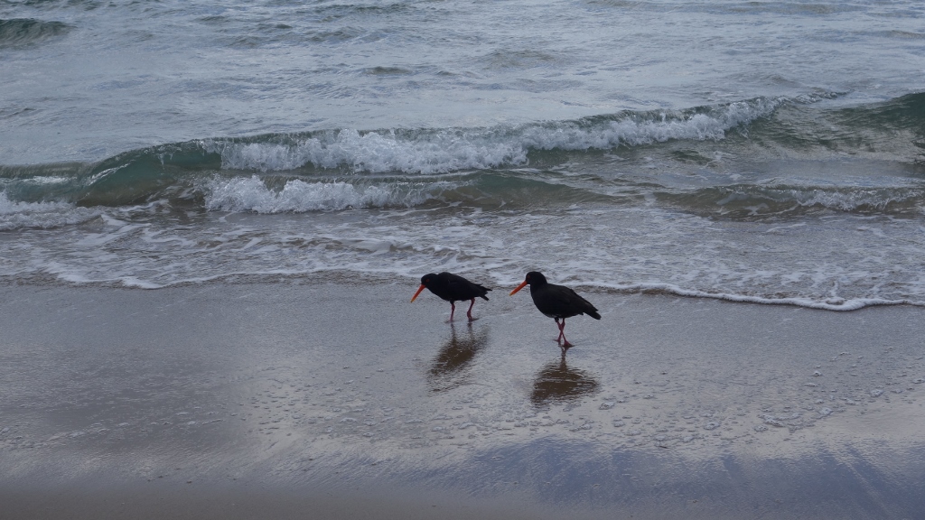 2 andere Strandläufer an der Pauanui Beach