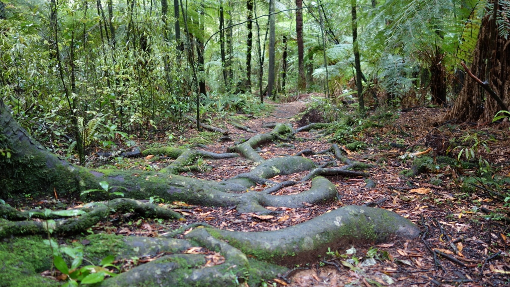 Loop Walk bei Pelorus Bridge