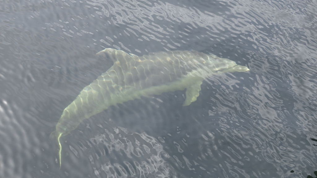 Bottleneck Dolphin